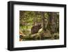 Beaver Closeup in the Forest-null-Framed Art Print