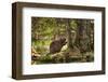 Beaver Closeup in the Forest-null-Framed Art Print