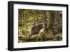 Beaver Closeup in the Forest-null-Framed Art Print