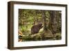 Beaver Closeup in the Forest-null-Framed Art Print