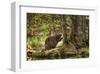 Beaver Closeup in the Forest-null-Framed Art Print