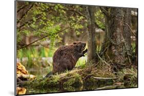 Beaver Closeup in the Forest-null-Mounted Art Print