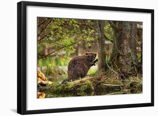 Beaver Closeup in the Forest-null-Framed Art Print