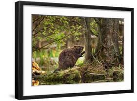 Beaver Closeup in the Forest-null-Framed Art Print