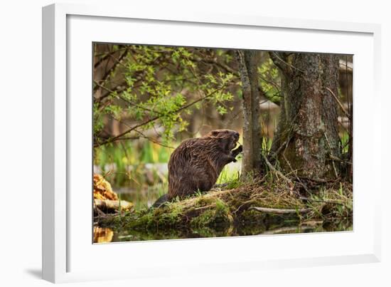 Beaver Closeup in the Forest-null-Framed Art Print