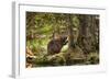 Beaver Closeup in the Forest-null-Framed Art Print