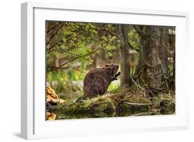 Beaver Closeup in the Forest-null-Framed Art Print