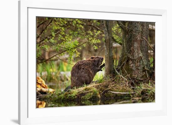 Beaver Closeup in the Forest-null-Framed Art Print