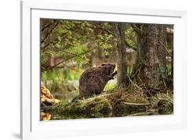 Beaver Closeup in the Forest-null-Framed Art Print