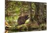 Beaver Closeup in the Forest-null-Mounted Art Print