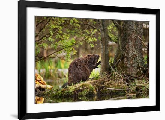 Beaver Closeup in the Forest-null-Framed Art Print