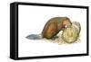 Beaver Gnawing on Log. (Castor Canadensis), Mammals-Encyclopaedia Britannica-Framed Stretched Canvas