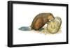 Beaver Gnawing on Log. (Castor Canadensis), Mammals-Encyclopaedia Britannica-Framed Poster