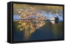 Beaver in Denali National Park-Paul Souders-Framed Stretched Canvas