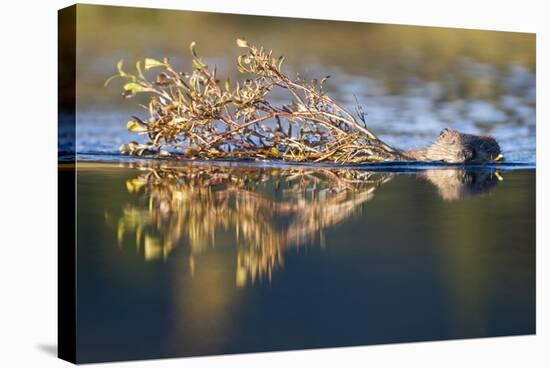 Beaver in Denali National Park-Paul Souders-Stretched Canvas