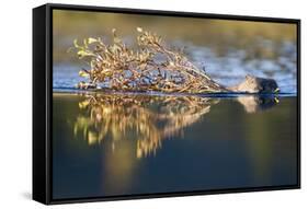 Beaver in Denali National Park-Paul Souders-Framed Stretched Canvas