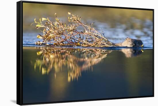 Beaver in Denali National Park-Paul Souders-Framed Stretched Canvas