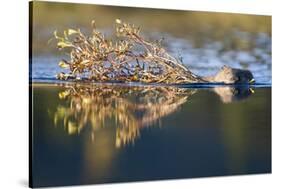 Beaver in Denali National Park-Paul Souders-Stretched Canvas