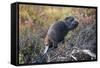 Beaver in Denali National Park-null-Framed Stretched Canvas