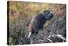 Beaver in Denali National Park-null-Stretched Canvas