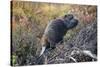 Beaver in Denali National Park-null-Stretched Canvas