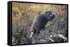 Beaver in Denali National Park-null-Framed Stretched Canvas