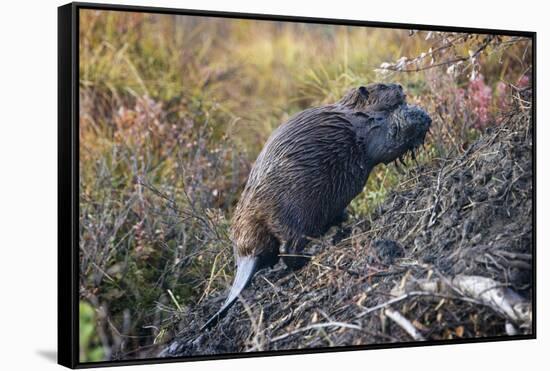 Beaver in Denali National Park-null-Framed Stretched Canvas