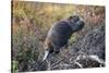 Beaver in Denali National Park-null-Stretched Canvas