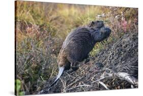 Beaver in Denali National Park-null-Stretched Canvas