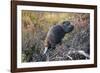 Beaver in Denali National Park-null-Framed Photographic Print