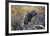 Beaver in Denali National Park-null-Framed Photographic Print
