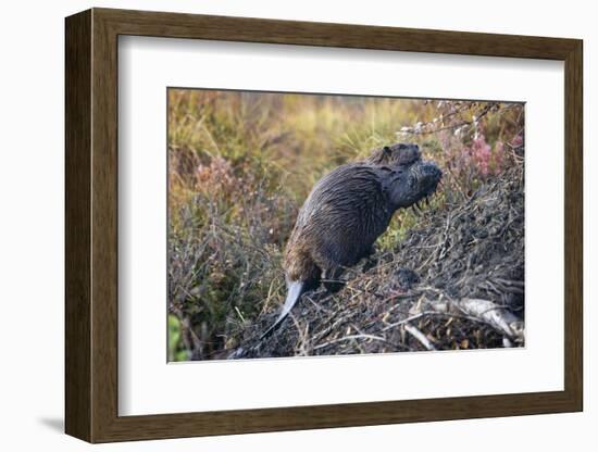 Beaver in Denali National Park-null-Framed Photographic Print