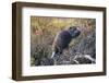 Beaver in Denali National Park-null-Framed Photographic Print