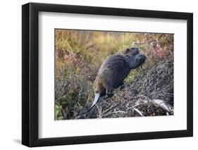 Beaver in Denali National Park-null-Framed Photographic Print