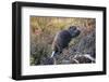 Beaver in Denali National Park-null-Framed Photographic Print