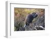 Beaver in Denali National Park-null-Framed Photographic Print