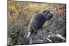 Beaver in Denali National Park-null-Mounted Photographic Print