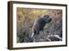 Beaver in Denali National Park-null-Framed Photographic Print