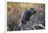 Beaver in Denali National Park-null-Framed Photographic Print