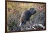 Beaver in Denali National Park-null-Framed Photographic Print