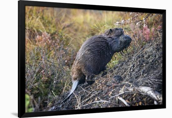 Beaver in Denali National Park-null-Framed Photographic Print