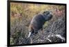 Beaver in Denali National Park-null-Framed Photographic Print