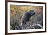 Beaver in Denali National Park-null-Framed Photographic Print