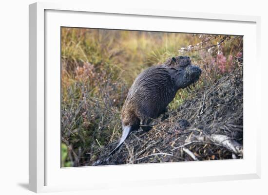 Beaver in Denali National Park-null-Framed Photographic Print