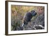 Beaver in Denali National Park-null-Framed Photographic Print