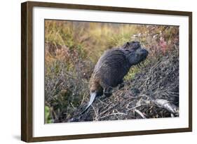 Beaver in Denali National Park-null-Framed Photographic Print