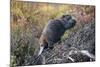 Beaver in Denali National Park-null-Mounted Photographic Print