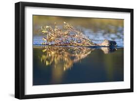 Beaver in Denali National Park-Paul Souders-Framed Photographic Print