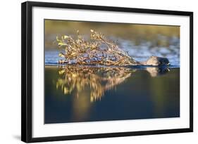 Beaver in Denali National Park-Paul Souders-Framed Photographic Print