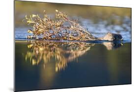 Beaver in Denali National Park-Paul Souders-Mounted Photographic Print